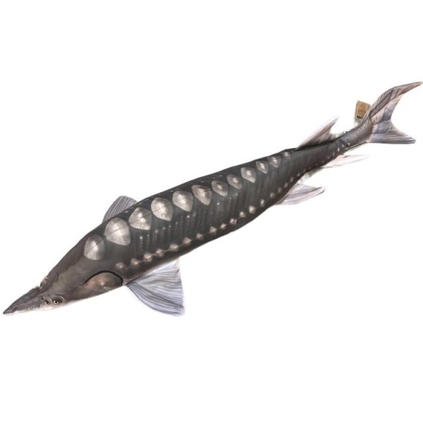 Gaby Plyšová ryba vankúš - Jeseter 125 cm